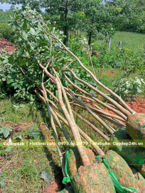 Bứng và tỉa tay cành cây hoa phong Linh tím công trình