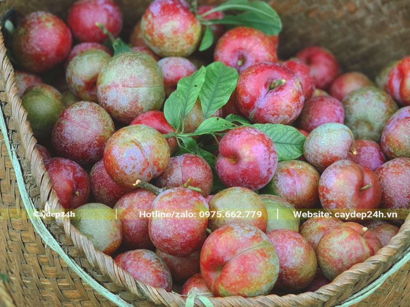 Quả Mận mới thu hái