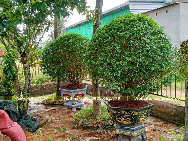Trồng cây hoa Mai Bạn Phúc cao 1m trong chậu cảnh