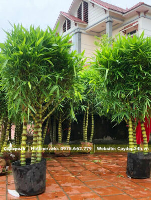 Những khóm trúc cao gần 2m trồng trong sân vườn biệt thự