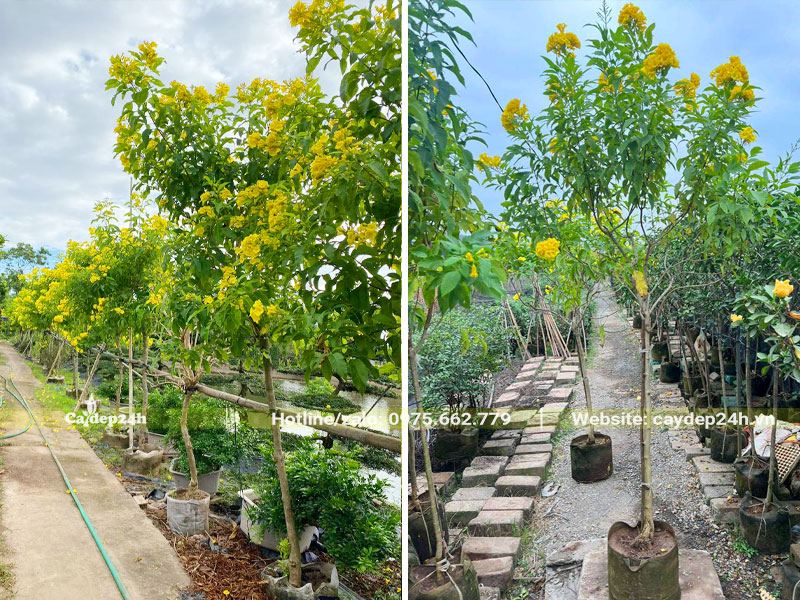 Huỳnh Liên hoa vàng dưỡng ủ nguyên bầu tại nhà vườn