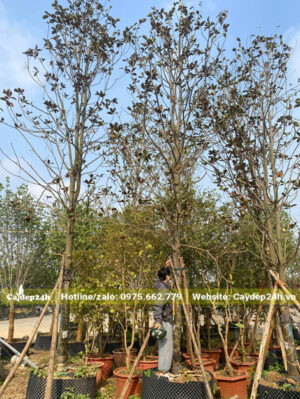 Vườn dưỡng những cây Sen Đất lớn, chiều cao hơn 4m