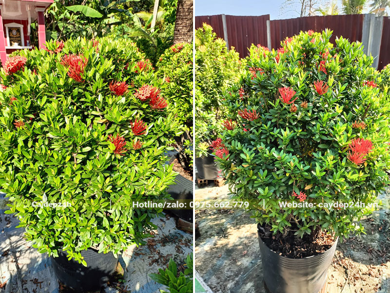 Những cây hoa Trang Đỏ thuần bầu, chiều cao khoảng 40 - 45cm