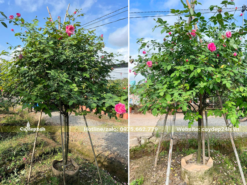 Vườn dưỡng bầu số lượng lớn cây hoa hồng cổ Sapa cao 1,5m