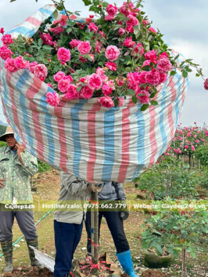 Tán cành cây hồng được bọc cẩn thận để không rụng hoa, gãy cành