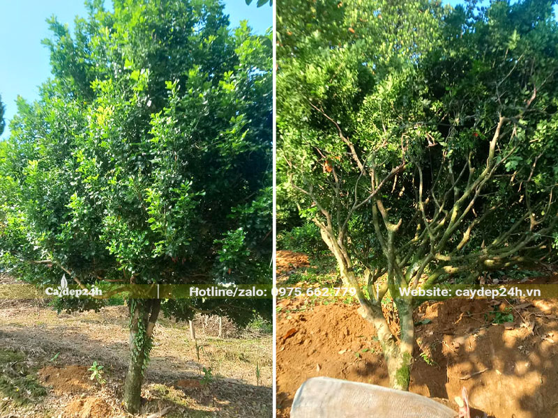 Đào đất, bứng bầu cây Ngâu công trình đường kính gốc 8cm