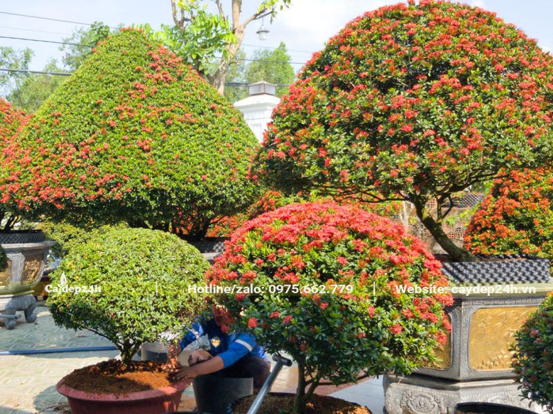 Cây Trang Đỏ trồng làm cảnh đủ mọi kích thước lớn nhỏ