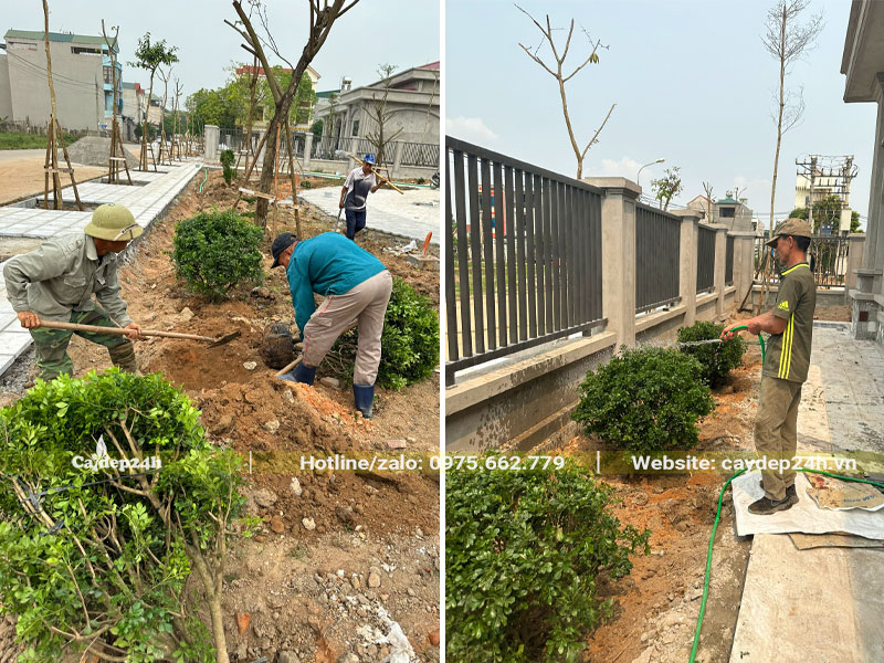 Công nhân đang tiến hành trồng và tưới nước cho hàng cây Ngâu cao 60cm