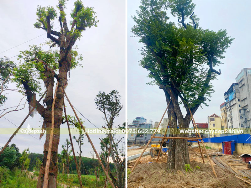 Thi công trồng và dâm ủ những cây Thị cổ thụ kích thước lớn