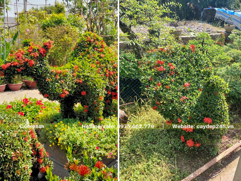 Cây Bông Trang Đỏ cắt tỉa, tạo hình lạc đà và chim công siêu đẹp