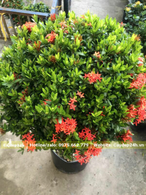Chuẩn bị tháo bầu và trồng cây bông trang đỏ chiều cao 60cm