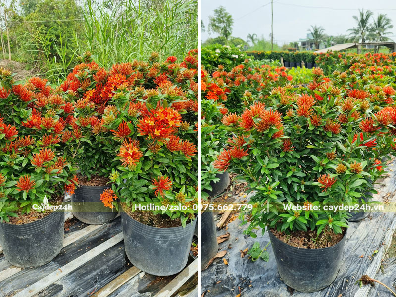 Trang Thái hoa màu đỏ cam, cây xuất vườn cao khoảng 40cm