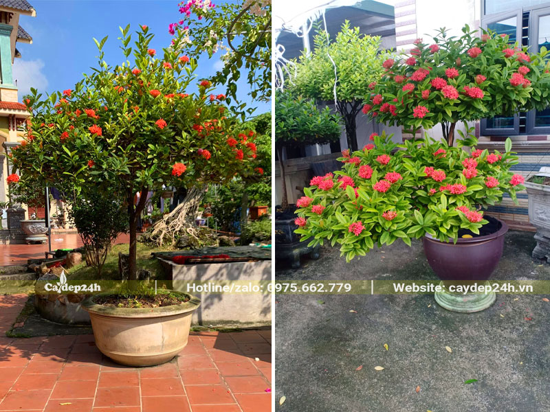 Những chậu cây hoa Mẫu Đơn cảnh trồng trước nhà của người Việt