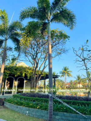 Hàng cây Cau Đuôi Chồn thẳng đẹp, cao hơn 4m