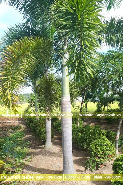 Lóng thân cao 2m, đường kính thân tại vị trí lớn nhất là 25cm