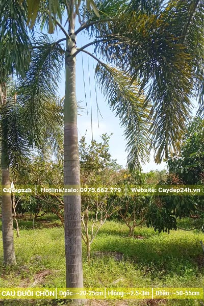 Vườn trồng số lượng lớn cây Cau Đuôi Chồn lóng thân cao 3m