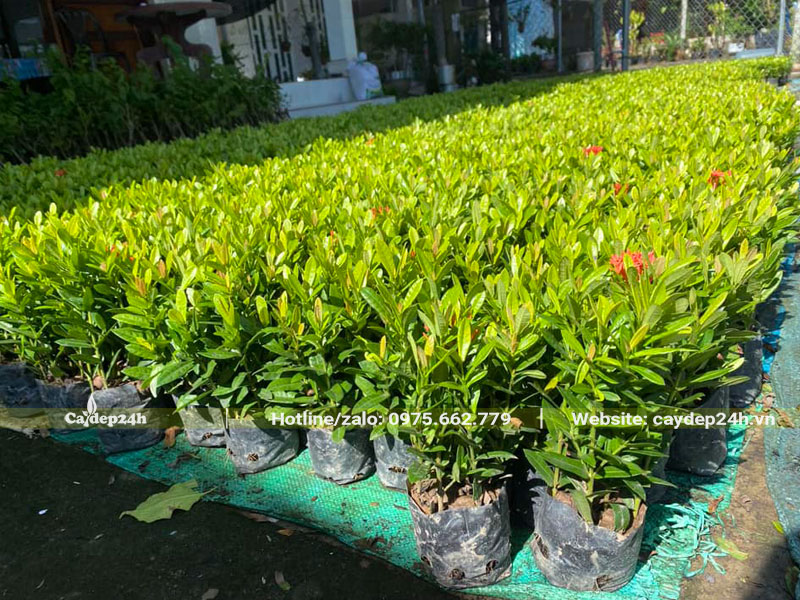 Vườn nuôi trồng và chăm sóc cây Trang Đỏ giống