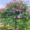 Cây hoa hồng cổ Sapa hoa đẹp, thoát thân 80cm
