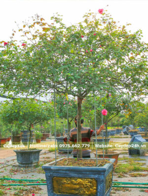 Ngắm cây hoa hồng cổ Sapa cổ thụ trồng chậu cảnh sang trọng