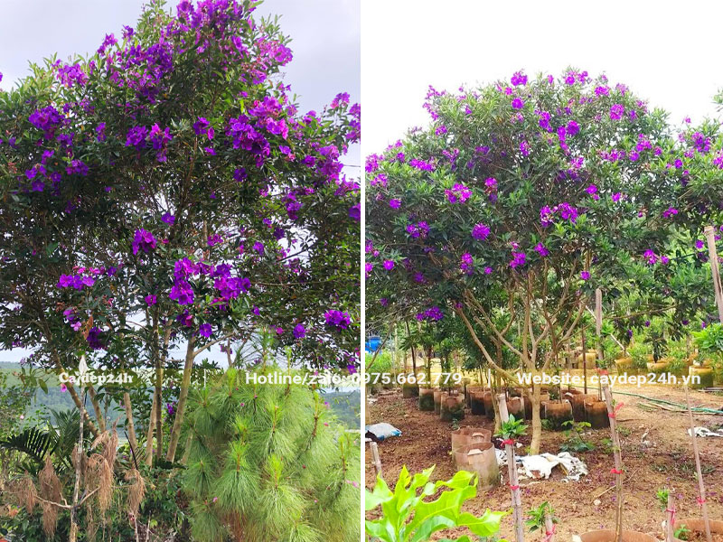 Mua Úc hàng kích thước lớn, chiều cao từ 2m trở lên