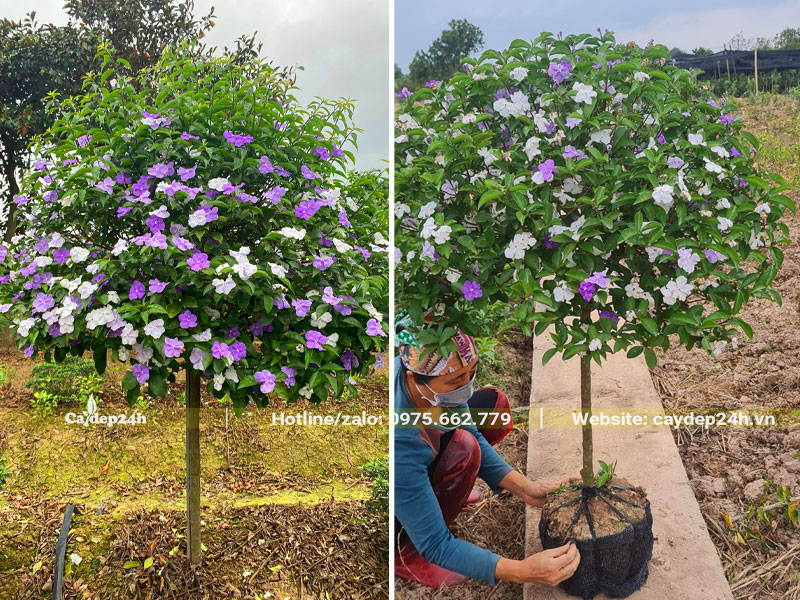 Bứng bầu cây Nhài Nhật thoát thân 60 - 70cm