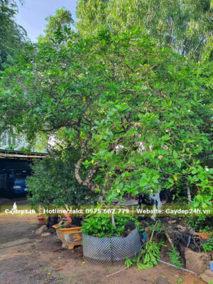 Cây Ngọc Bút đẹp, cao gần 3m