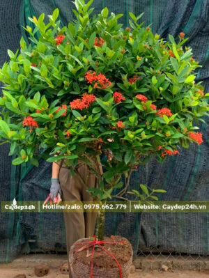 Thoát thân 50cm, cây hoa Mẫu Đơn cao 1m5