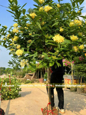 Bứng nóng cây hoa Mẫu Đơn vàng chiều cao gần 2m