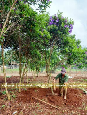 Công nhân đang đào và bứng nóng cây Mua úc cao 2m5