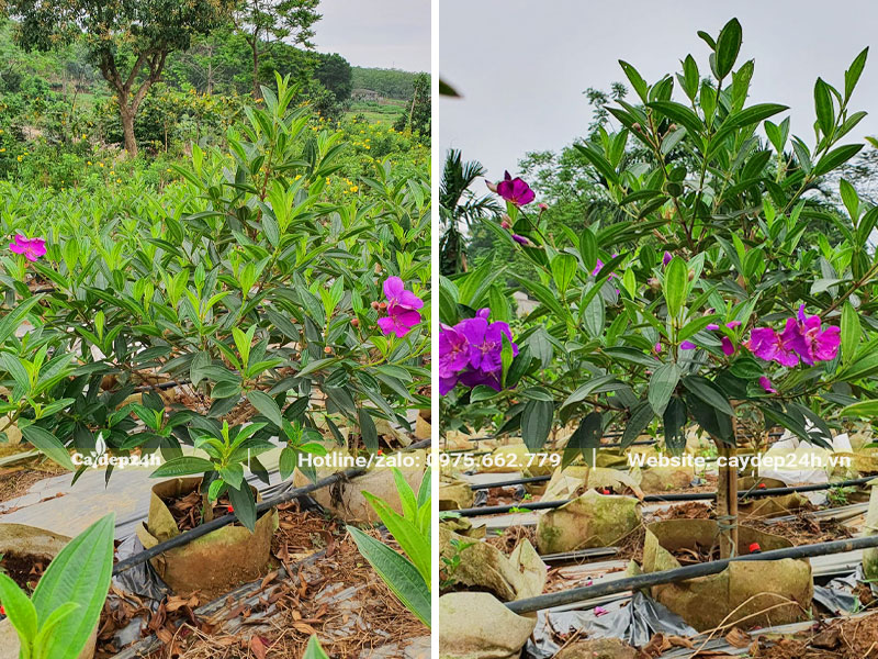 Vườn cây giống Mua Úc chiều cao từ 40 - 50cm