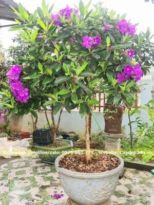 Mua Úc trồng chậu, chiều cao khoảng 1m