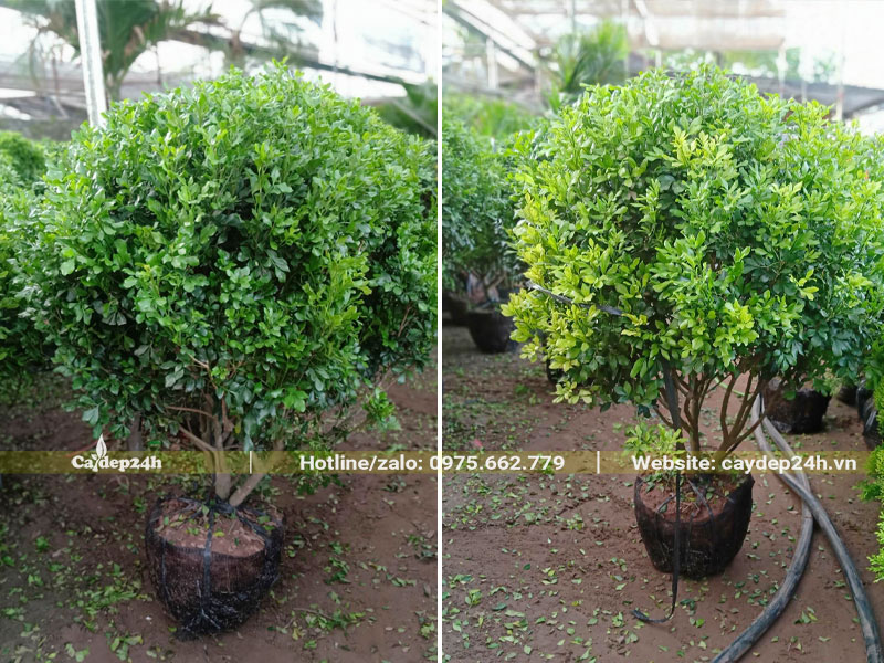 Hàng chục cây Ngâu công trình cao gần 1m, bứng thẳng tại vườn