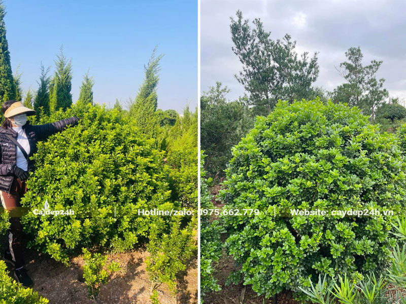Vườn cây Ngâu Việt trồng công trình cao hơn 1m