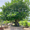 Chậu cây Ngọc Bút cổ thụ đường kính cổ rễ gần 20cm