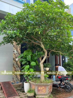 Trước nhà đặt chậu cây Ngọc Bút đường kính gốc 12 - 15cm
