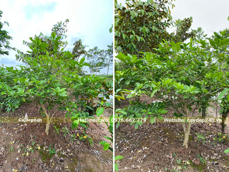 Vườn nuôi trồng cây Ngọc Bút trưởng thành đường kính gốc 3 - 5cm