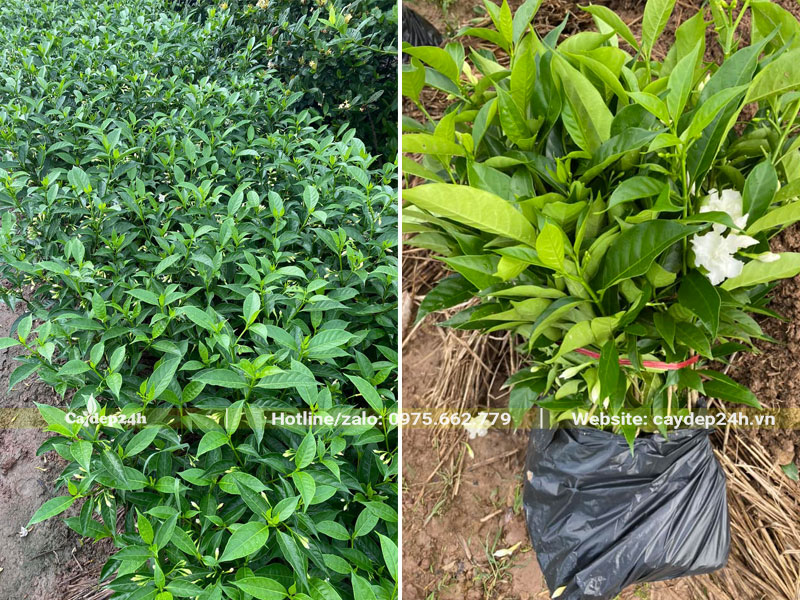 Cây giống Ngọc Bút đạt điều kiện xuất vườn