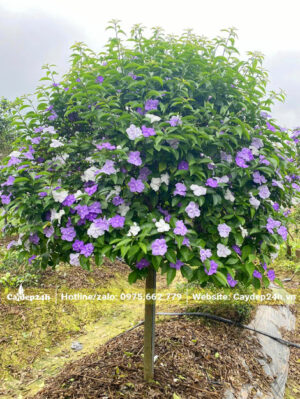 Cây Nhài Nhật trang trí công trình, đường kính gốc 3 - 5cm