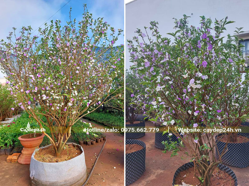 Vặt lá cho cây Nhài Nhật dâm ủ ra nhiều hoa hơn
