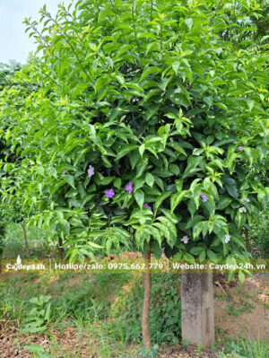 Tán lá tròn đẹp, đường kính thân khoảng 1,5 - 2cm