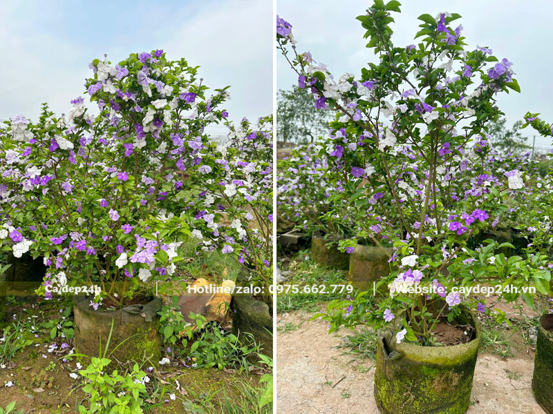 Vườn cây Nhài Nhật trồng trong bầu đất từ bé, chiều cao khoảng 70cm