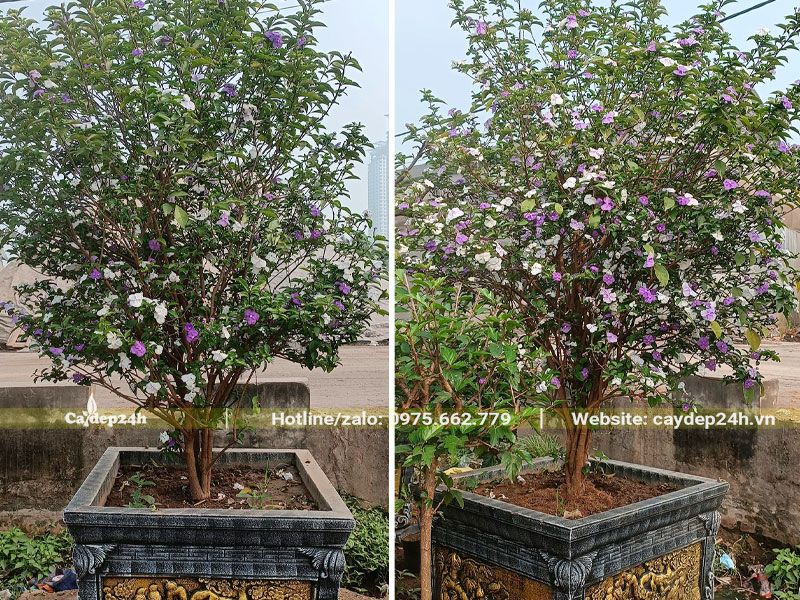 Nhài Nhật trồng chậu cảnh đẹp