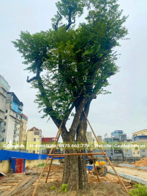 Cây Thị cổ kích thước khủng, đường kính gốc gần 50cm