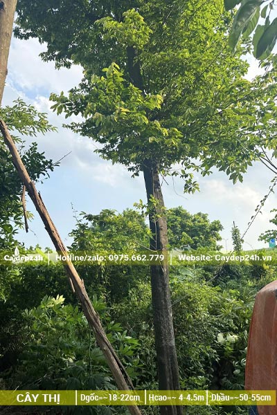 Cây cao hơn 4m, đường kính thân từ 20cm trở lên