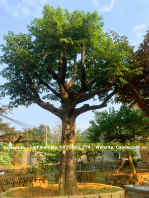 Thị lâu năm dâm ủ trong mô đất quây nổi