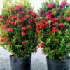 Cặp cây Trang Đỏ cao 50cm