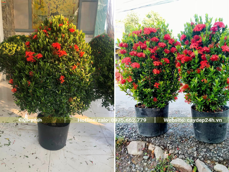 Những chậu cây Trang Đỏ cao 50, tán hình tháp đẹp