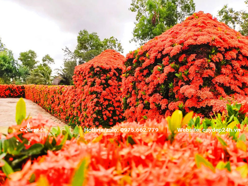 Hàng trào tự nhiên bằng cây Bông Trang hoa đỏ