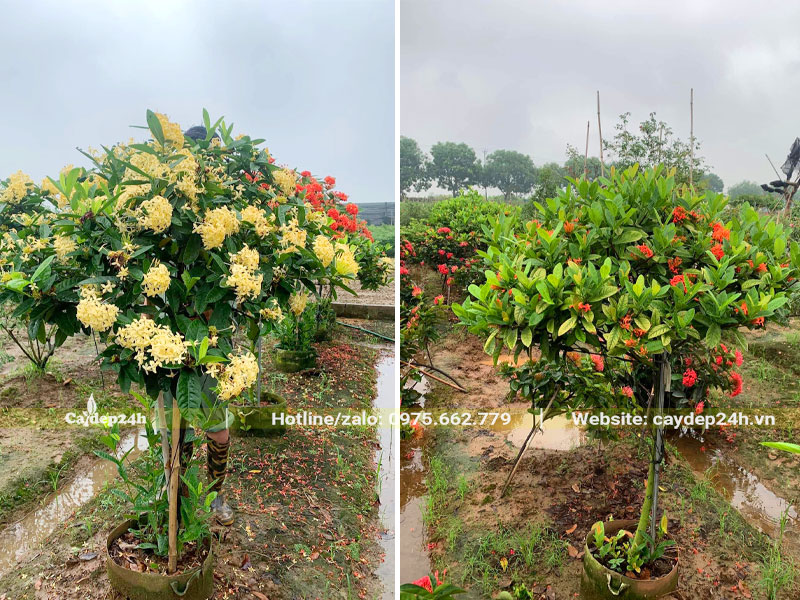 Vườn chăm sóc những cây hoa Mẫu Đơn Ta cao 1 - 1,5m