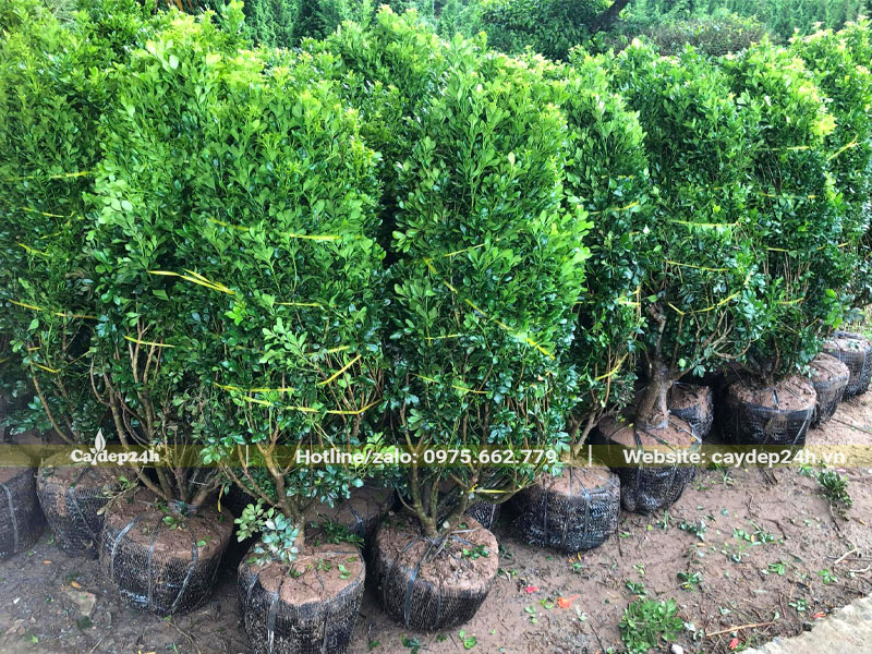 Bó gọn cành tán của cây Ngâu mới bứng bầu